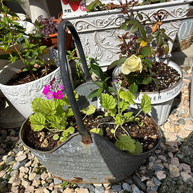 chIoeさんの部屋