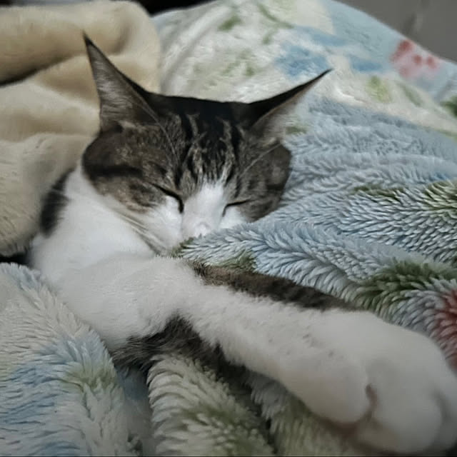 ベッド周り/猫のいる部屋/猫とインテリア/保護猫と暮らす/リラックス猫のインテリア実例 - 2025-01-16 05:53:39