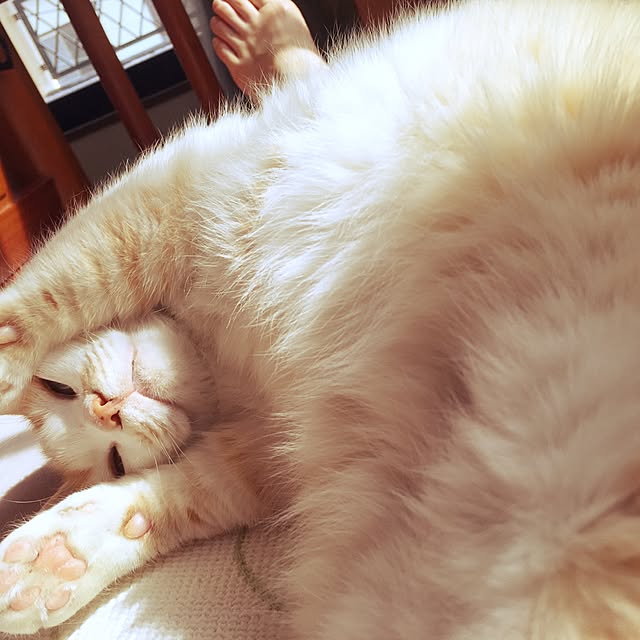 mintcatさんの実例写真