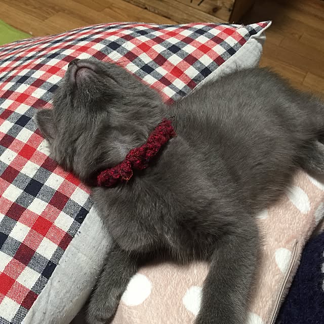 8717さんの実例写真