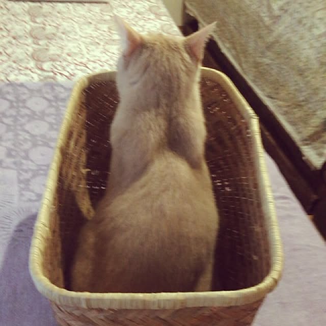 mikan161さんの実例写真