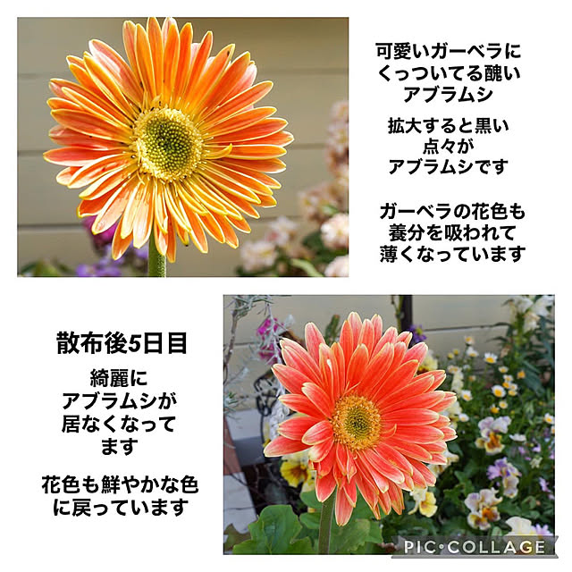 r_6cafeさんの実例写真