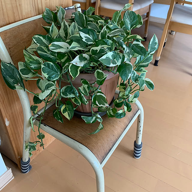 pipipiさんの実例写真