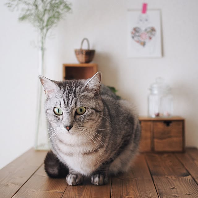ineko_kさんの実例写真