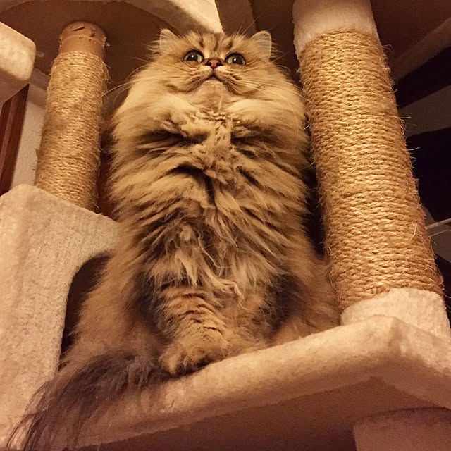 butachanさんの実例写真