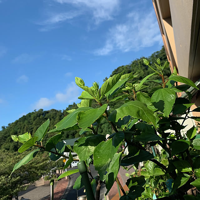 Aqettyさんの実例写真