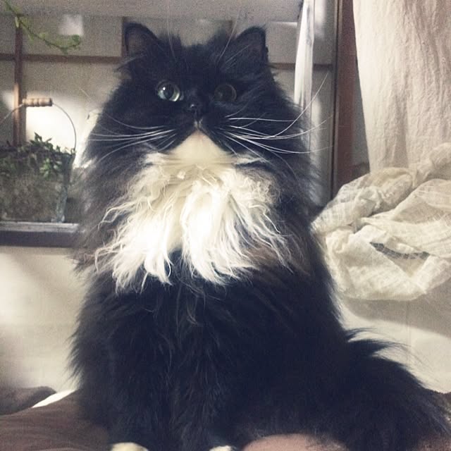 mucc08さんの実例写真