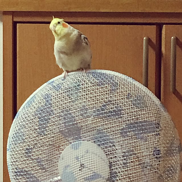 puriyuzuさんの実例写真
