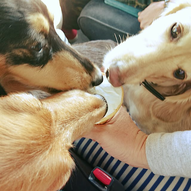 cocosorasakuさんの実例写真