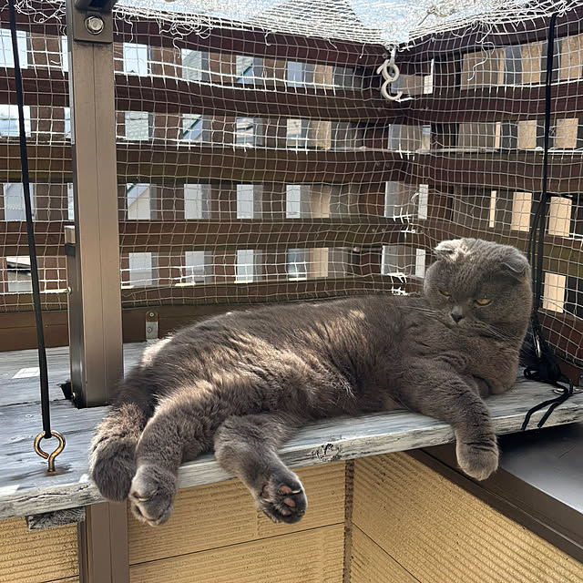 greycatsさんの部屋