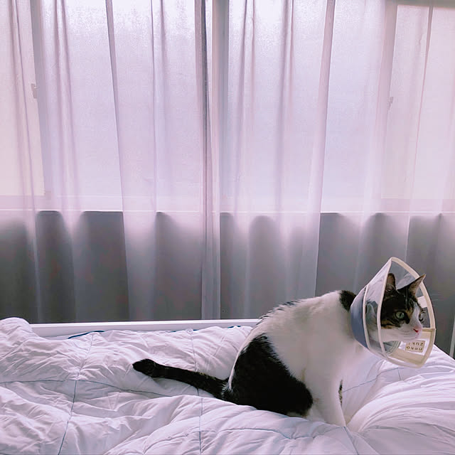 Shihoさんの実例写真