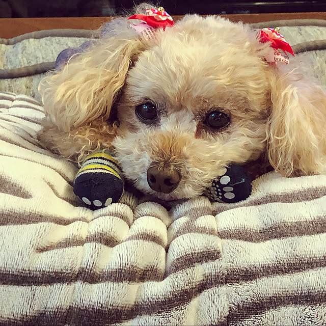 coronさんの実例写真