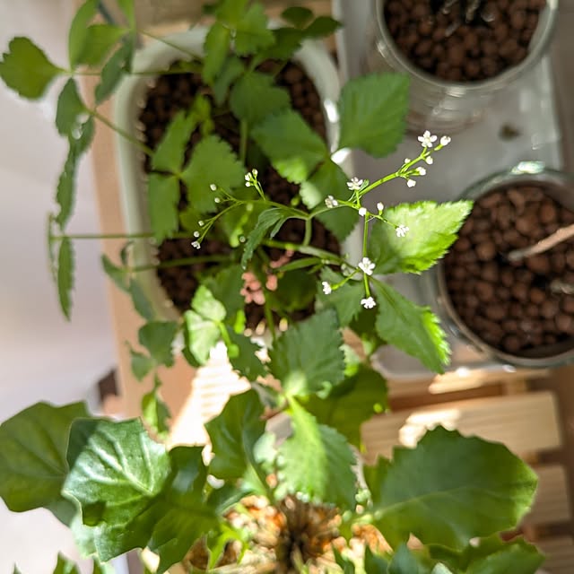 mi-saさんの部屋