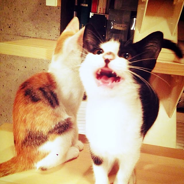 ziziguguさんの実例写真