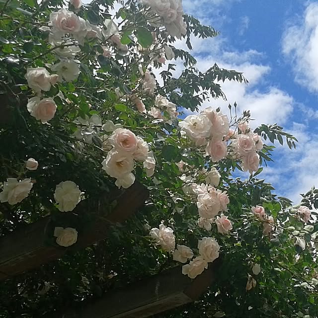 aiuekkoさんの実例写真