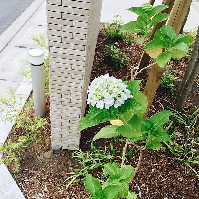 yakitoripieさんの実例写真
