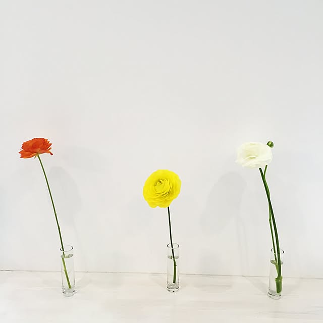 リビング/植物のインテリア実例 - 2015-02-10 18:53:37