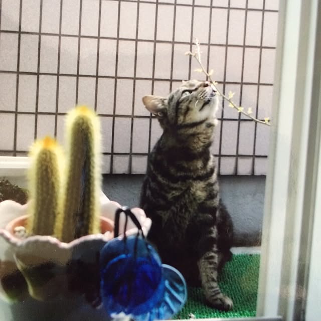 Himawariさんの実例写真