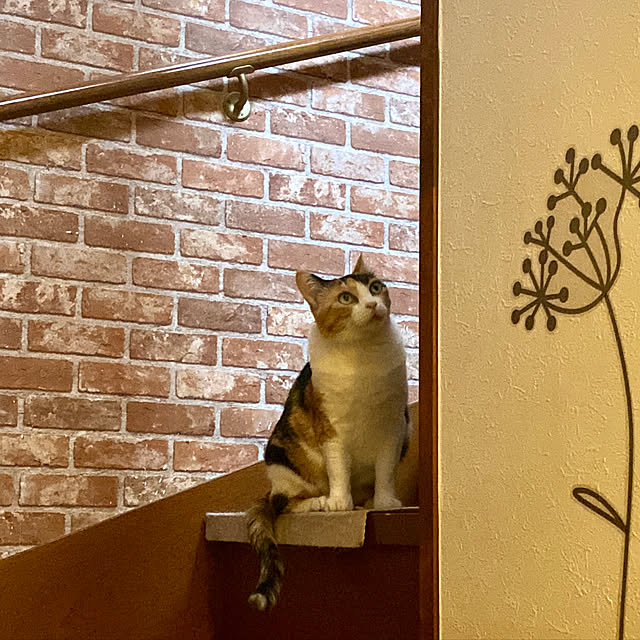 butachanさんの実例写真