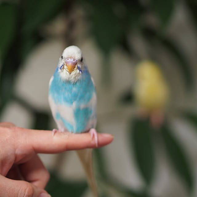 shirokinaさんの実例写真