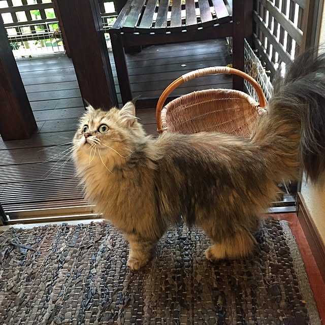 butachanさんの実例写真