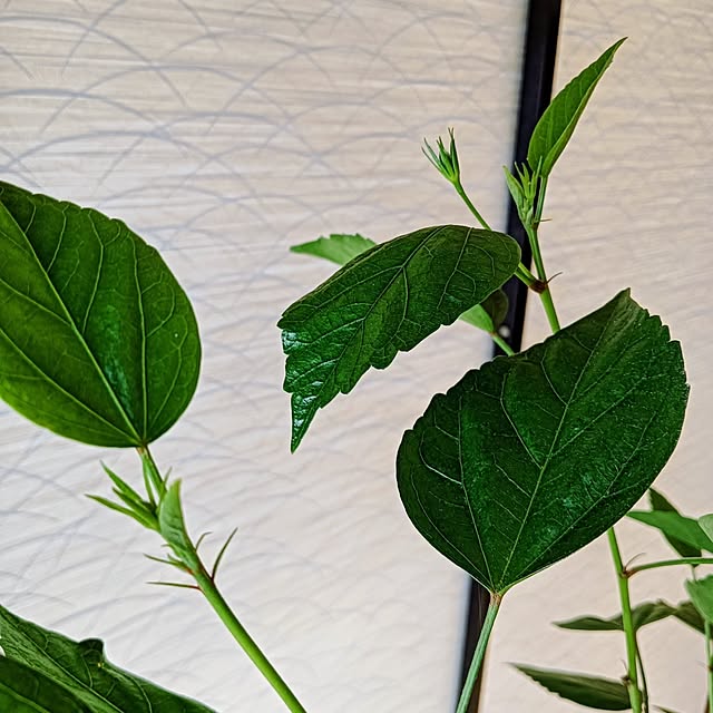 hanachanさんの実例写真