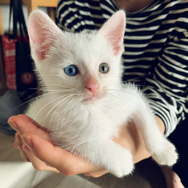 実例写真