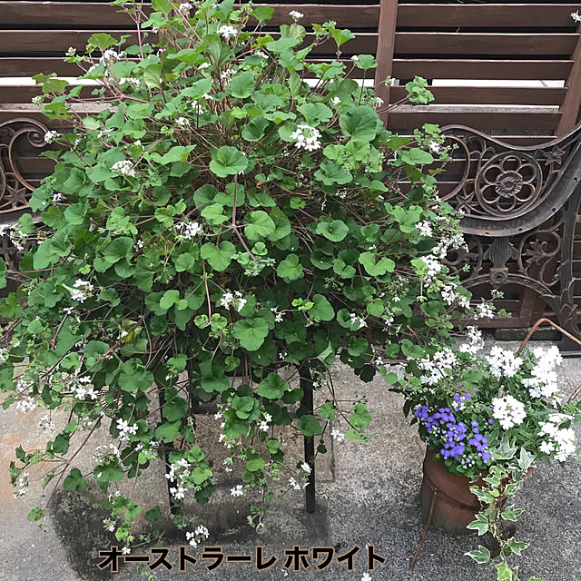 bibianさんの実例写真