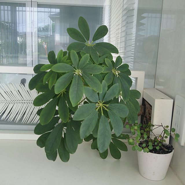 mutyukingさんの実例写真