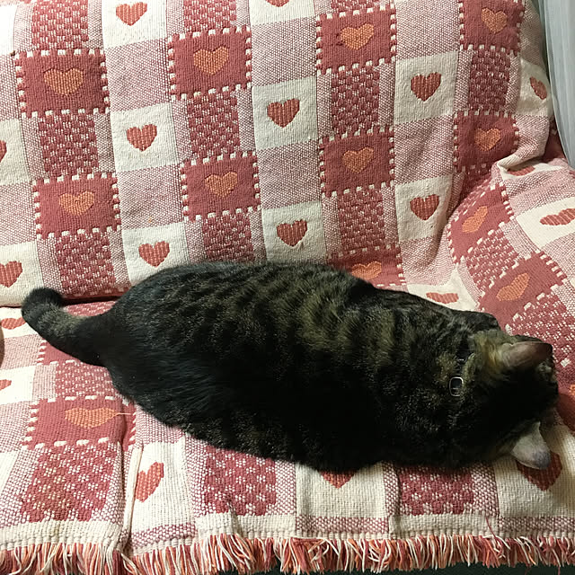 rinpeiさんの実例写真