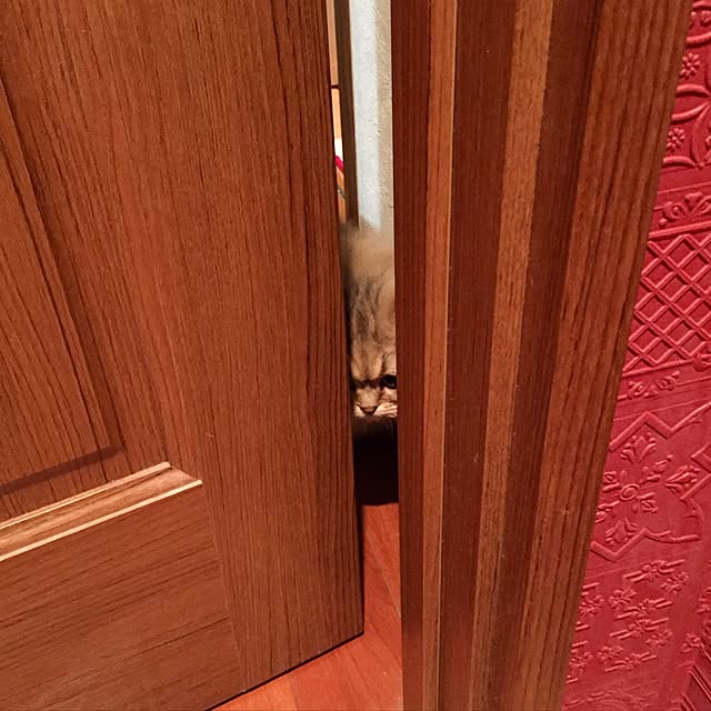 butachanさんの実例写真