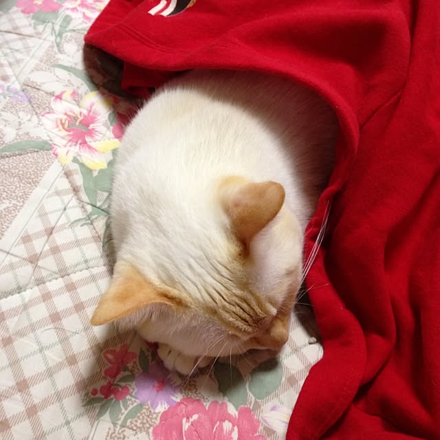 Yuriさんの実例写真