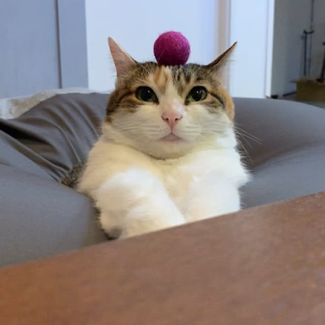 puniyumiさんの実例写真