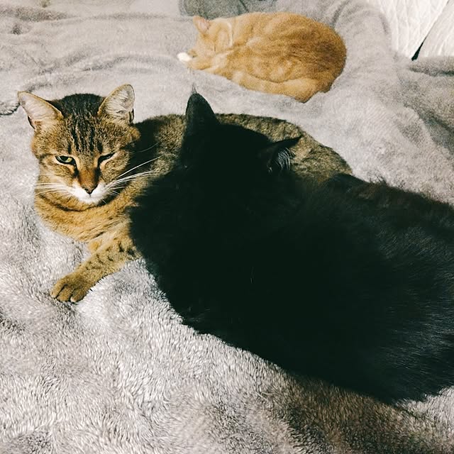 ベッド周り/ねこのいる暮らし/猫中心生活のインテリア実例 - 2024-03-20 23:13:08