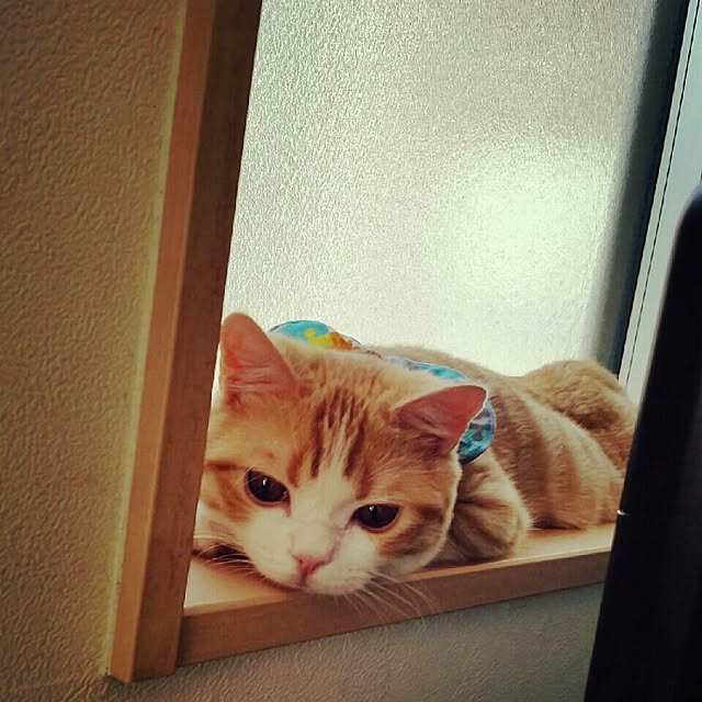 mi123さんの実例写真