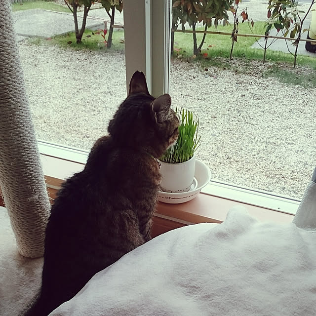 lilyさんの実例写真