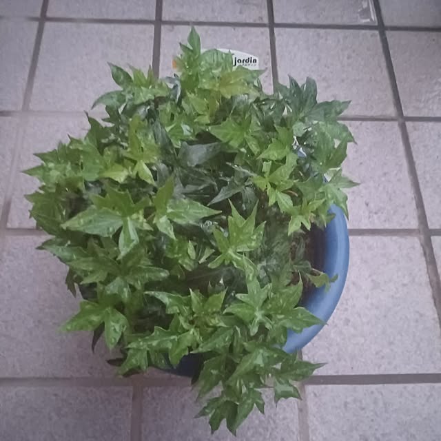 tuushiさんの実例写真