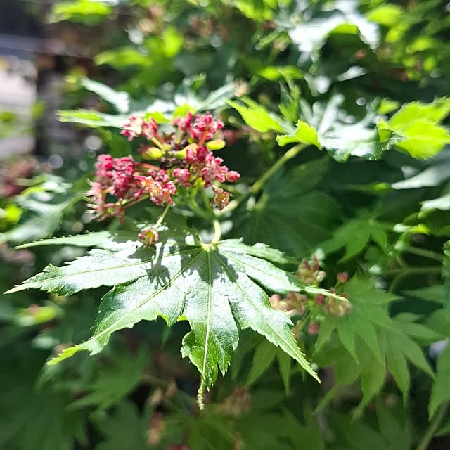midoriさんの部屋
