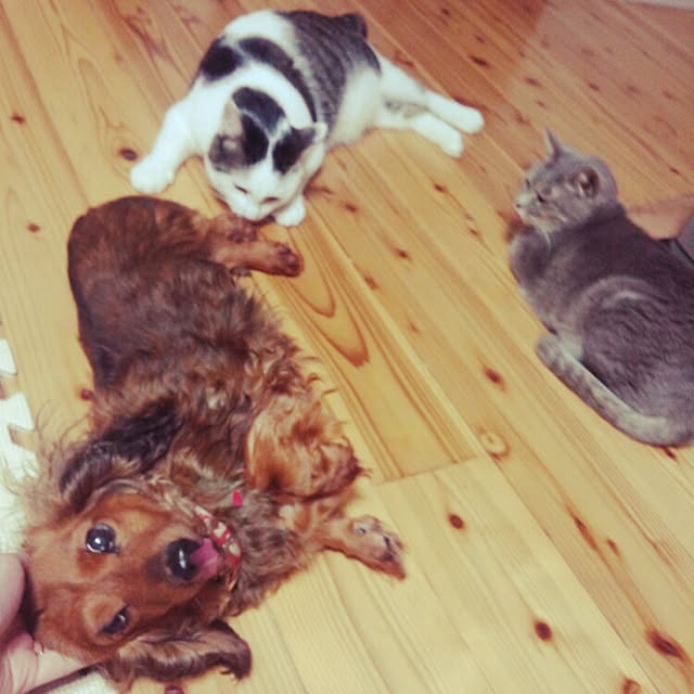 puku.さんの実例写真