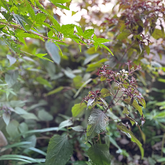 buchiさんの実例写真