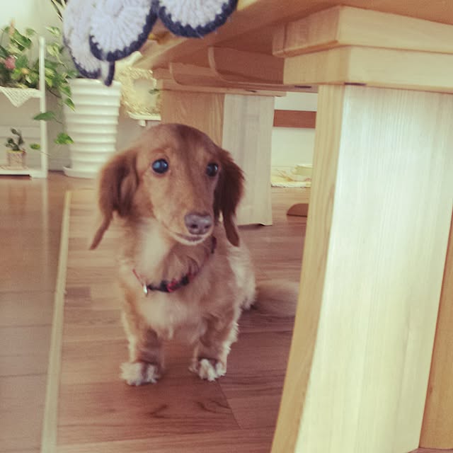 sumireさんの実例写真