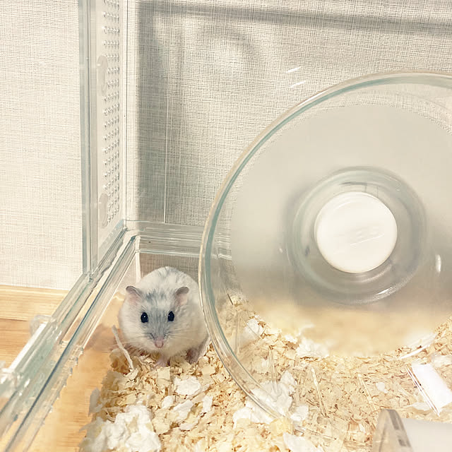 ha_koさんの実例写真