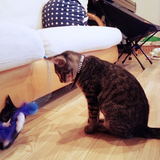 HACHIさんの実例写真