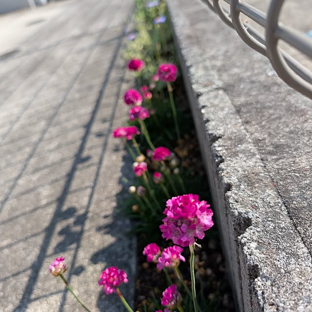 KOHAKUさんの実例写真