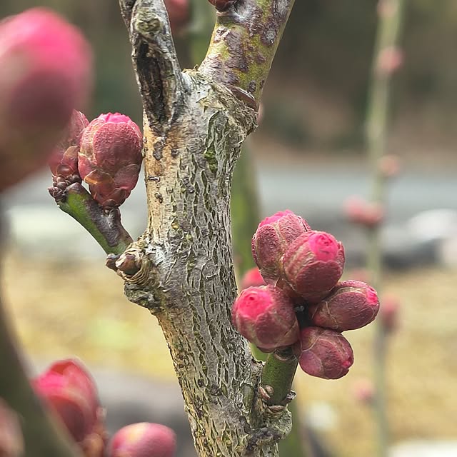 Rubiconさんの実例写真