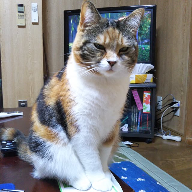 yukieさんの実例写真