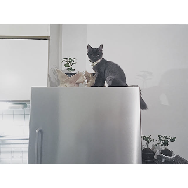 SHIOKONBUさんの実例写真