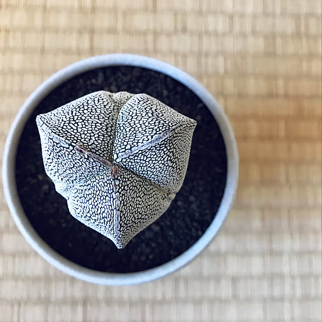 toge_cafeさんの実例写真