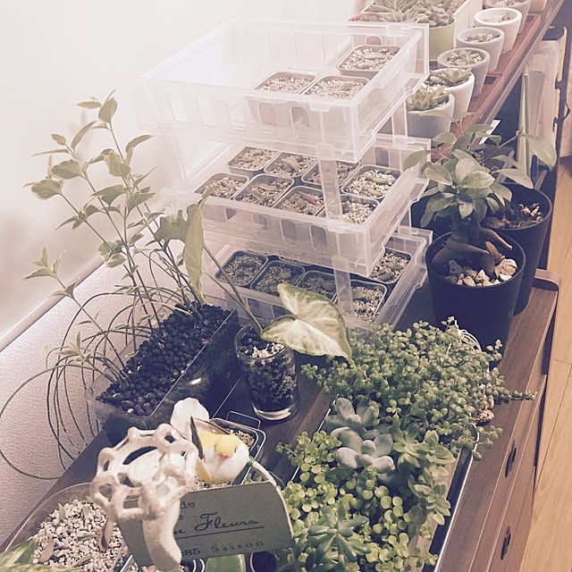部屋全体/100均/DIY/手作り/多肉植物...などのインテリア実例 - 2016-02-14 16:31:07