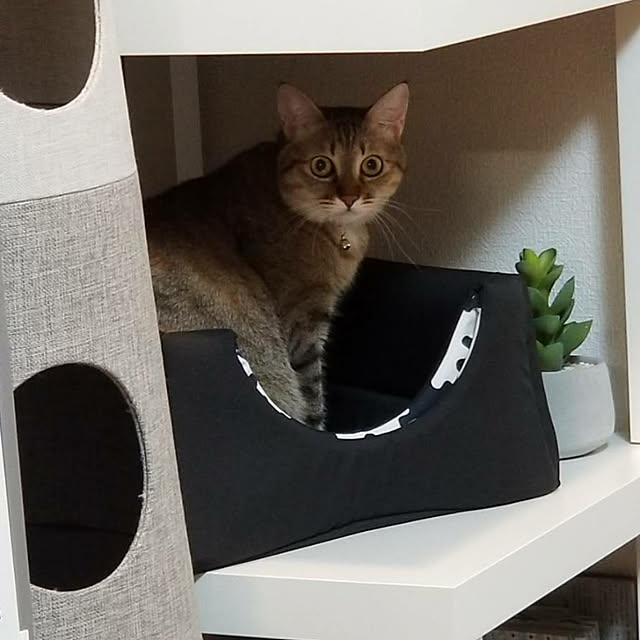maikyさんの実例写真